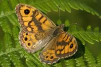 Lasiommata megera