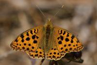 Issoria lathonia