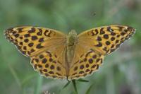 Argynnis paphia