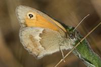 Coenonympha pamphilus