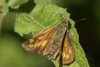 Ochlodes sylvanus