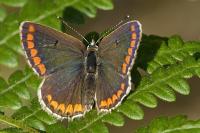 Aricia agestis