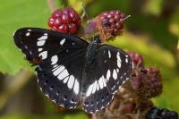 Limenitis reducta