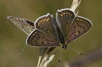 Lycaena tityrus