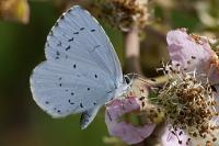 Celastrina argiolus