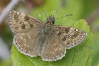 Erynnis tages