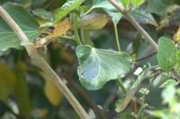 Celastrina argiolus