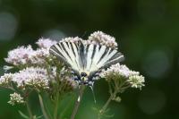 Iphiclides podalirius
