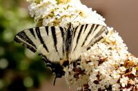 Iphiclides podalirius