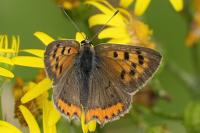 Lycaena phlaeas
