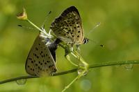 Lycaena tityrus