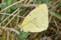 Colias crocea