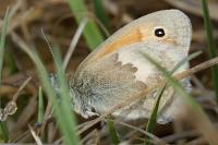 Coenonympha pamphilus