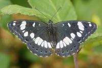Limenitis reducta