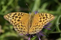 Argynnis paphia