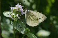 Pieris napi