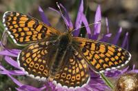 Melitaea cinxia