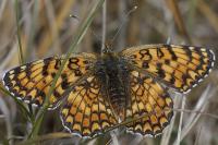 Melitaea phoebe