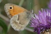 Coenonympha pamphilus