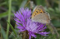 Lycaena phlaeas