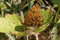 Boloria dia