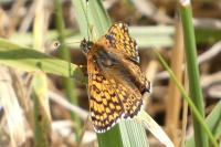 Melitaea cinxia