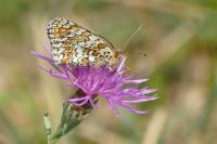 Melitaea phoebe