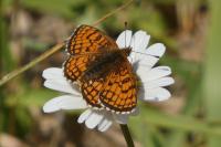 Melitaea parthenoides