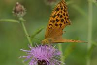 Argynnis paphia