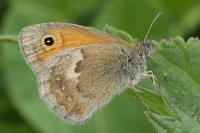 Coenonympha pamphilus
