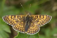 Melitaea cinxia