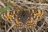 Melitaea phoebe