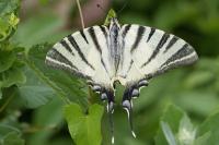 Iphiclides podalirius