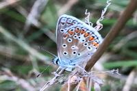 Polyommatus icarus