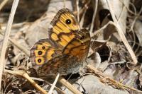 Lasiommata megera