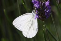Pieris napi