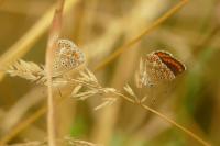 Aricia agestis