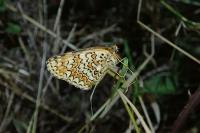 Melitaea phoebe