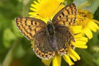 Lycaena tityrus
