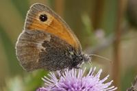 Coenonympha pamphilus