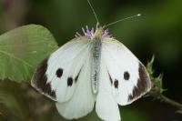 Pieris brassicae