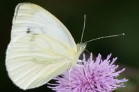 Pieris napi