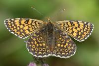 Melitaea cinxia