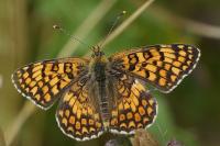 Melitaea phoebe