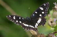 Limenitis reducta