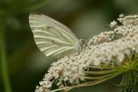 Pieris napi