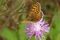 Melitaea cinxia
