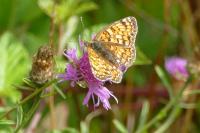 Melitaea phoebe