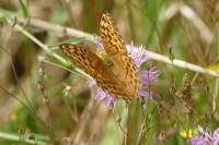 Argynnis paphia