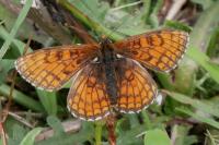 Melitaea parthenoides